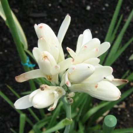polianthes 2 - tuberoze