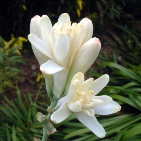 polianthes 4 - tuberoze