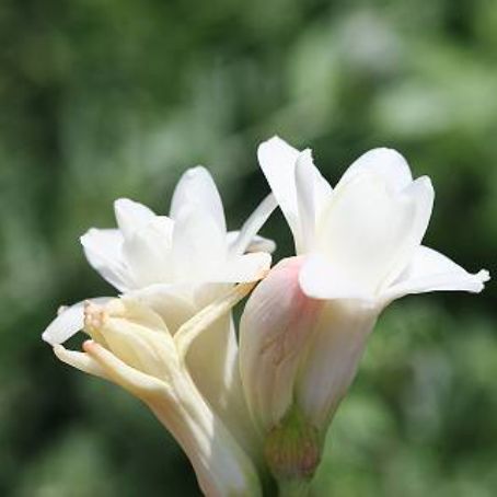 polianthes 1 - tuberoze