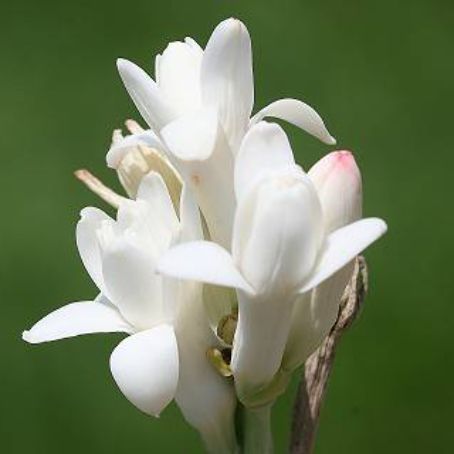 polianthes 5 - tuberoze