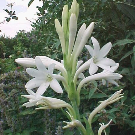 polianthes 3 - tuberoze