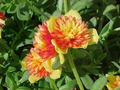 portulaca-floarea-de-piatra