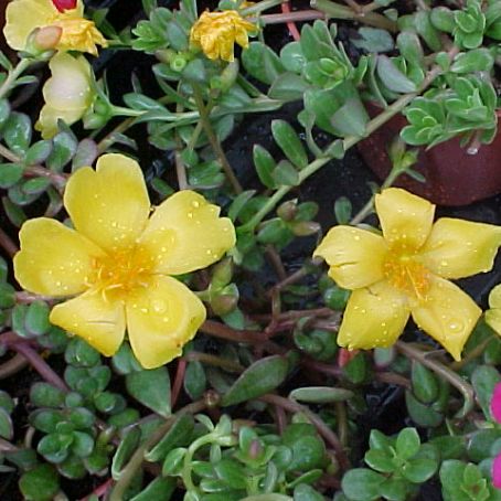portulaca 3 - floarea de piatra