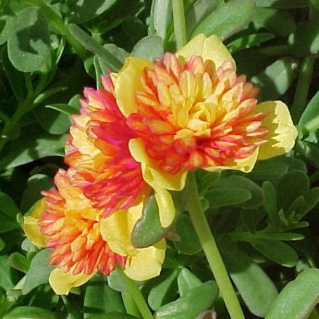 portulaca 1 - floarea de piatra