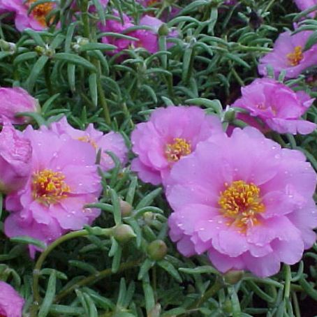 portulaca 2 - floarea de piatra