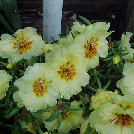 portulaca 5 - floarea de piatra