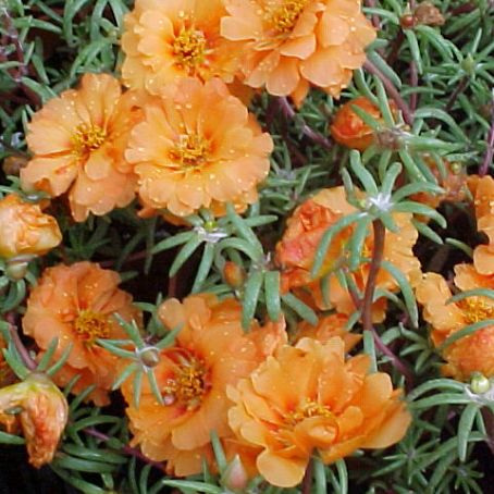 portulaca 4 - floarea de piatra