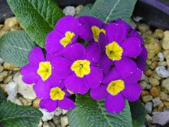 primula-primula