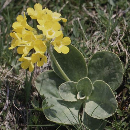 primula 2 - primula