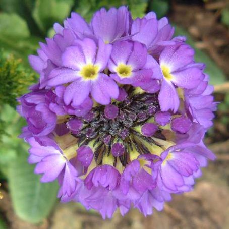 primula 5 - primula