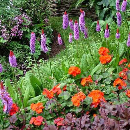 primula 4 - primula