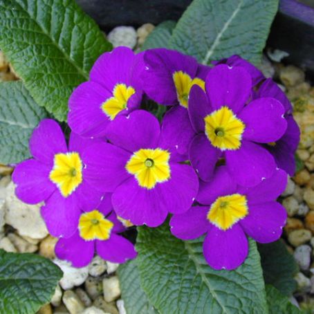 primula 1 - primula
