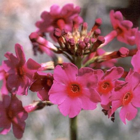 primula 3 - primula