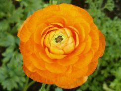 ranunculus-piciorul-cocosului