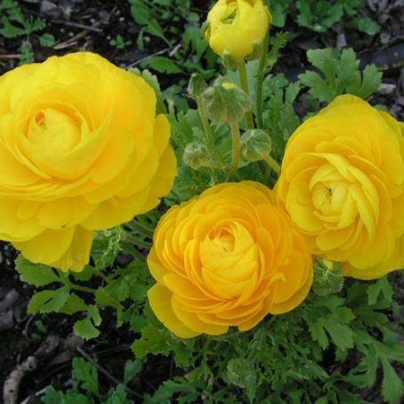 ranunculus 2 - piciorul cocosului