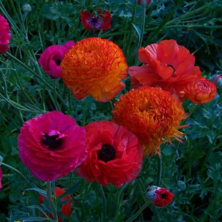 ranunculus 3 - piciorul cocosului