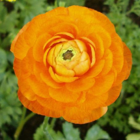 ranunculus 1 - piciorul cocosului