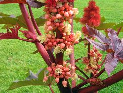 ricinus-ricin
