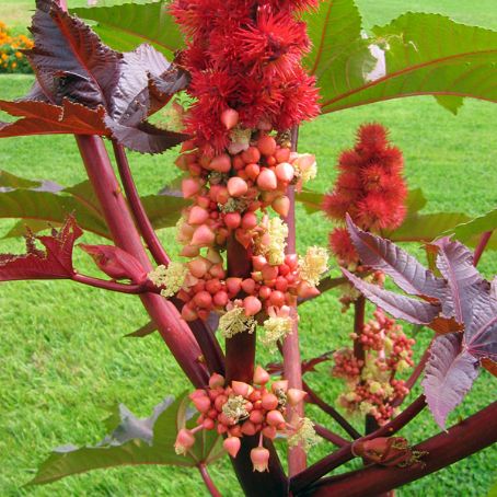 ricinus 2 - ricin