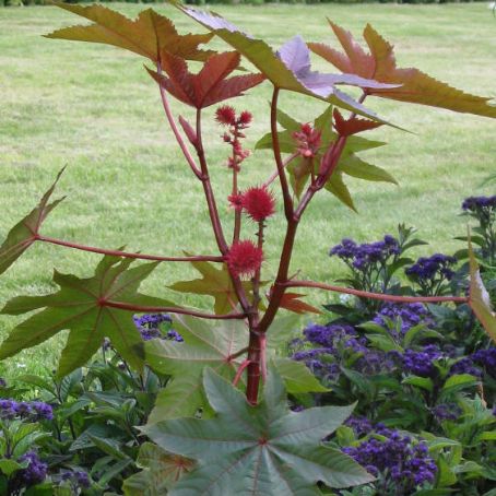 ricinus 3 - ricin