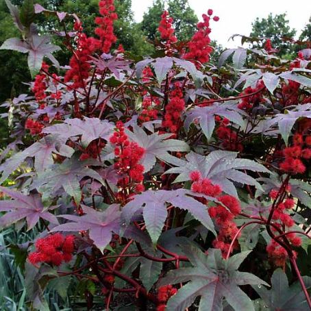 ricinus 1 - ricin
