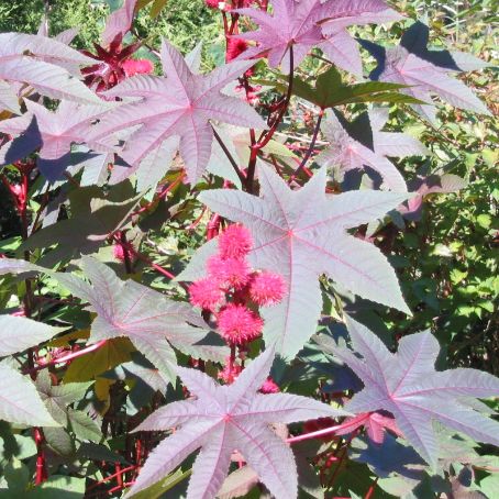 ricinus 4 - ricin