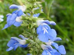 salvia-salvie