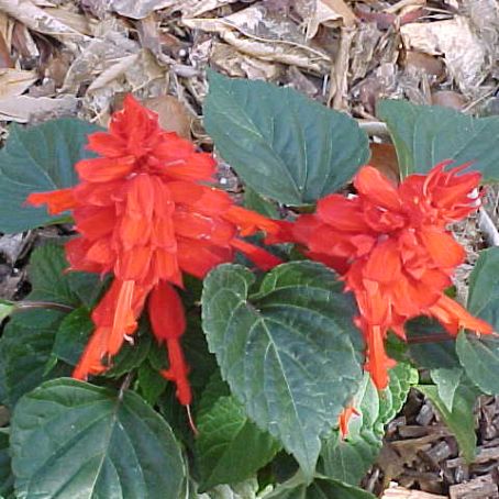 salvia 4 - salvie