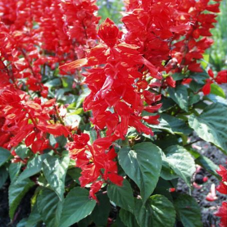 salvia 5 - salvie