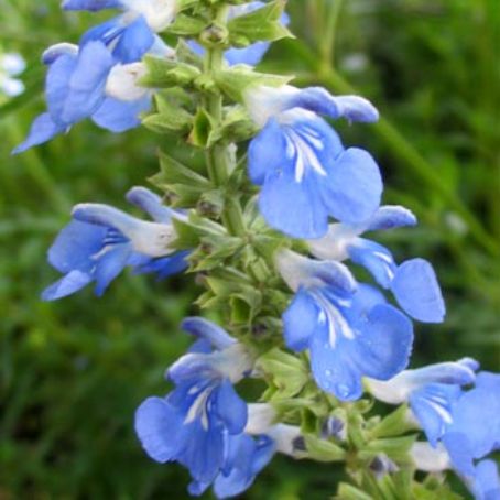 salvia 2 - salvie