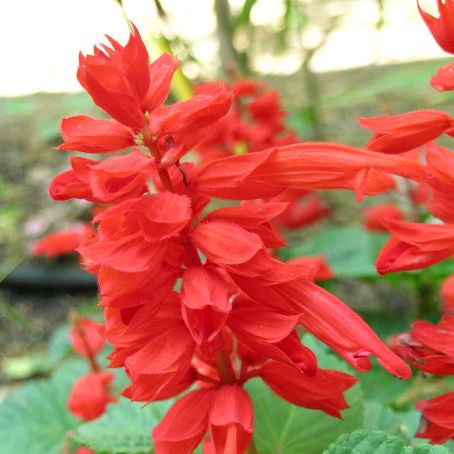 salvia 1 - salvie