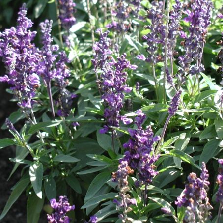 salvia 3 - salvie