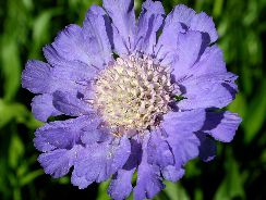 scabiosa-sipica