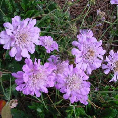 scabiosa 3 - sipica
