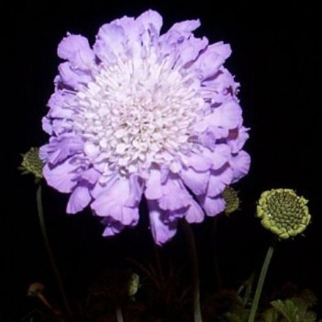 scabiosa 5 - sipica