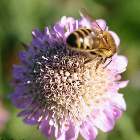 scabiosa 1 - sipica