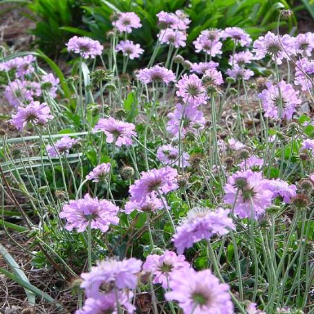 scabiosa 4 - sipica