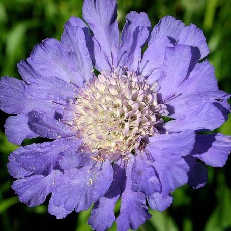 scabiosa 2 - sipica