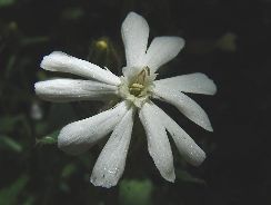 silene-gusa-porumbelului