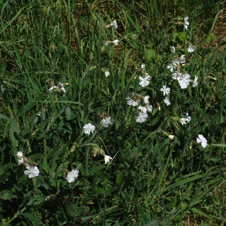silene 5 - gusa porumbelului