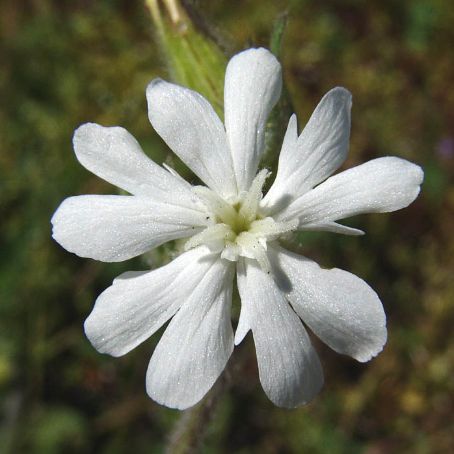 silene 3 - gusa porumbelului