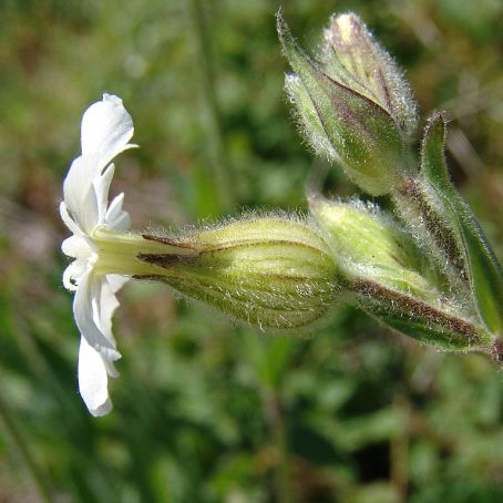 silene 2 - gusa porumbelului
