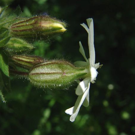 silene 4 - gusa porumbelului