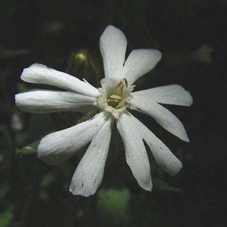 silene 1 - gusa porumbelului