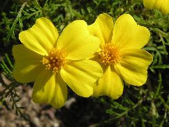 tagetes-craite