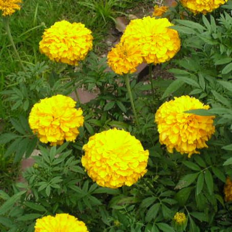 tagetes 3 - craite