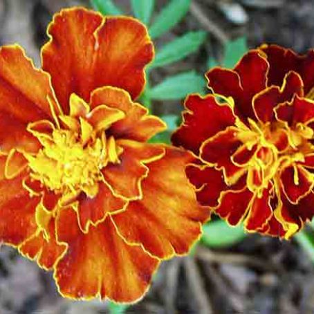 tagetes 1 - craite