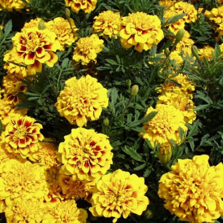 tagetes 2 - craite