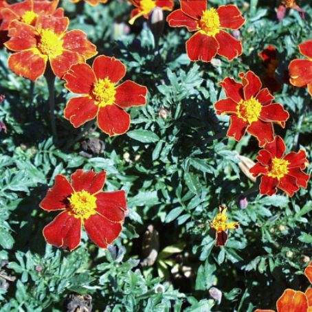 tagetes 5 - craite