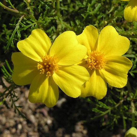 tagetes 4 - craite